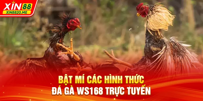 Bật mí các hình thức đá gà WS168 trực tuyến