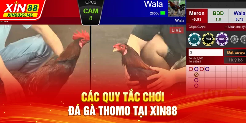 Các quy tắc chơi đá gà Thomo tại XIN88