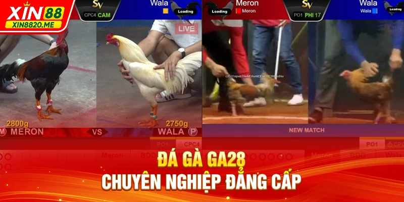 Đá gà GA28 chuyên nghiệp đẳng cấp
