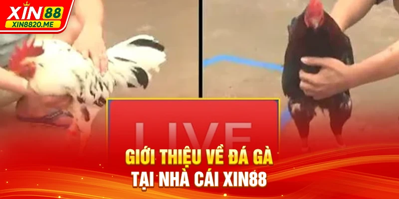 Giới thiệu về đá gà tại nhà cái XIN88